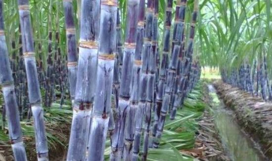 甘蔗心是红的能吃吗