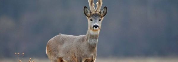 狍子和鹿的显著区别