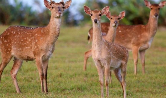狍子和鹿的显著区别