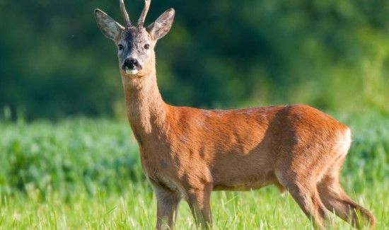 狍子和鹿的显著区别