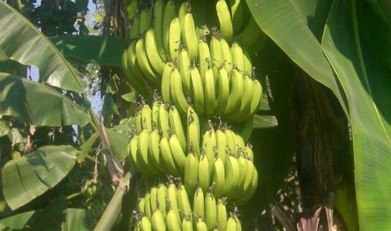 玉米可以和香蕉一起吃吗