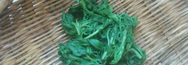 用艾叶洗澡的正确方法