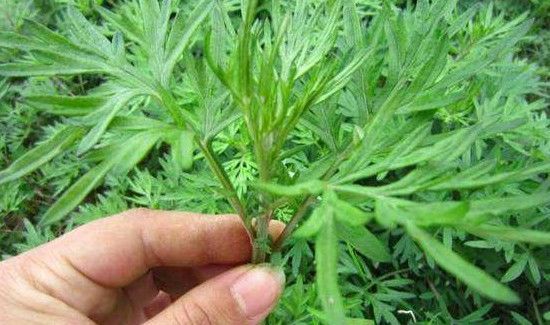 用艾叶洗澡的正确方法
