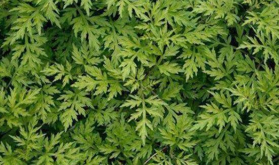 用艾叶洗澡的正确方法