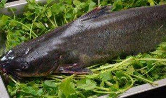 吃梭边鱼禁忌