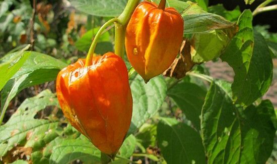 红姑娘泡水用皮还是果