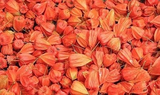 红姑娘泡水用皮还是果