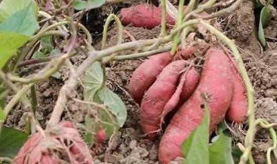 红薯不适宜人群