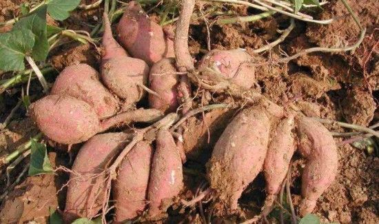 红薯能和螃蟹一块吃吗