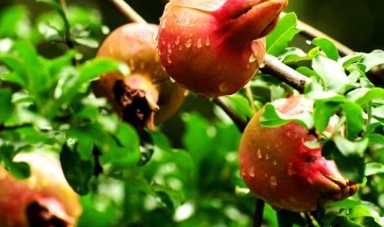 红薯和石榴可以一起吃吗