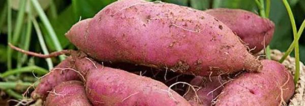 红薯可以天天吃吗