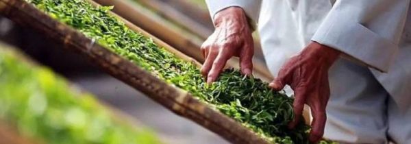 白茶能否长时间储存