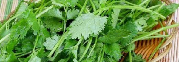 香菜怎么长时间储存