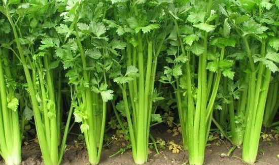 芹菜怎样长时间储存