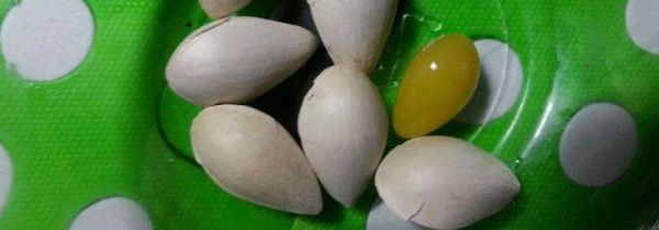 刚摘的银杏果怎么吃