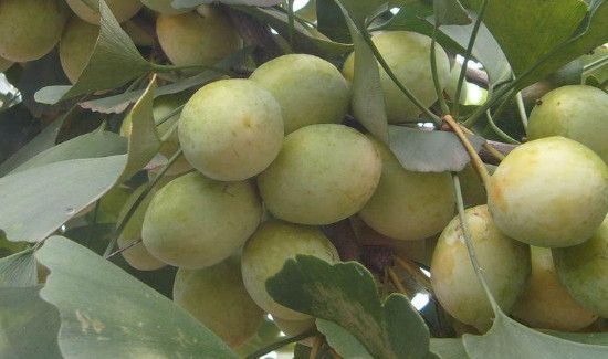 新鲜银杏果外皮有毒吗