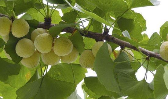 新鲜银杏果外皮有毒吗