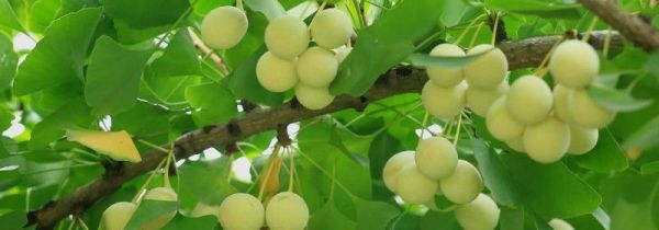 新鲜银杏果外皮有毒吗