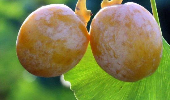 银杏果外面的果肉能吃吗