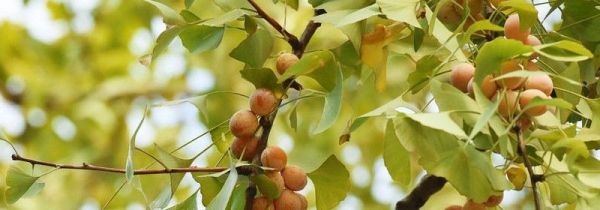 银杏果泡水喝怎么处理