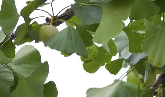 银杏果泡水喝怎么处理