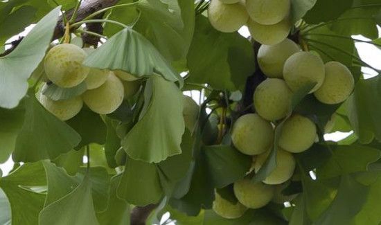 银杏果泡水喝怎么处理