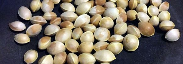 新鲜的银杏果怎么处理