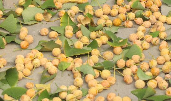 新鲜的银杏果怎么处理