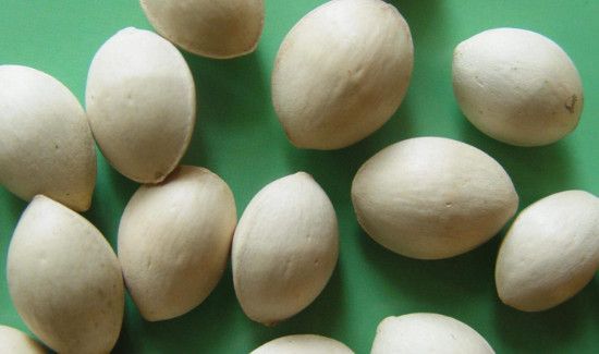 新鲜的银杏果怎么处理