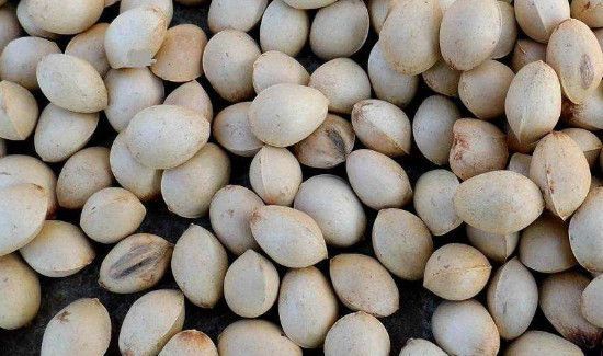 银杏果吃果肉还是吃核