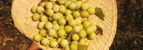 银杏果皮汁有毒吗