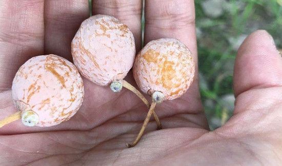 银杏果吃果肉还是吃核