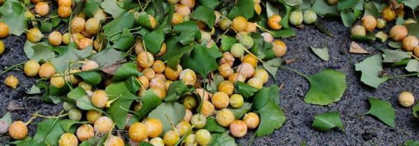 银杏果吃果肉还是吃核