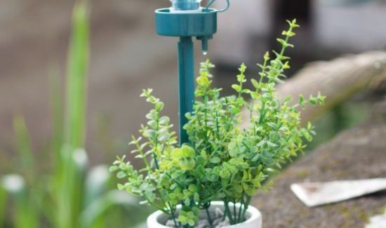 可乐可以浇花吗