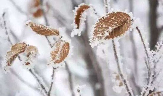 小雪是农历几月几日