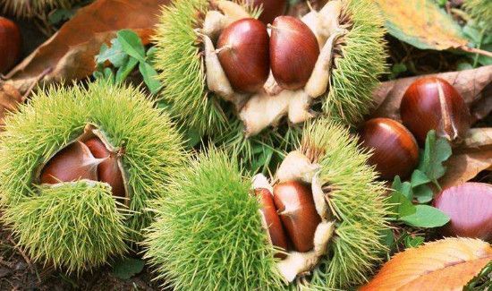 板栗收藏方法,冷冻还是保鲜