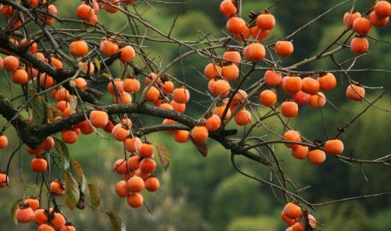 柿子不能和什么一起吃,柿子和什么相克