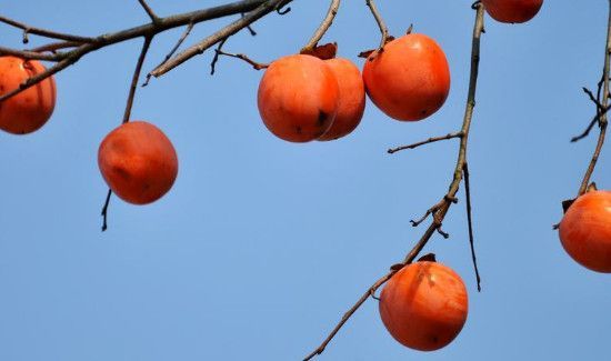 柿子不能和什么一起吃,柿子和什么相克