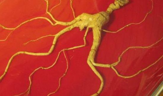 怎样区分山参,园参,西洋参