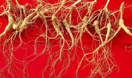 怎样区分山参,园参,西洋参