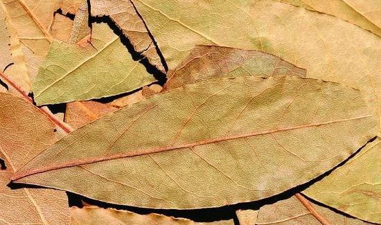 香叶为什么闻没有味道