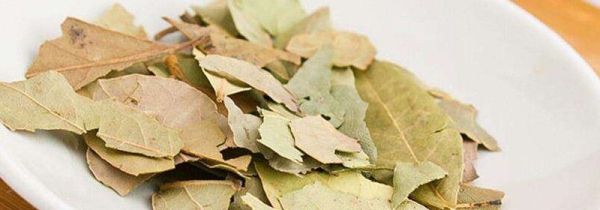 香叶可以直接吃吗