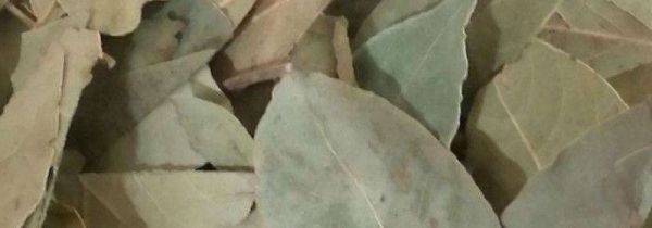 香叶为什么是苦的