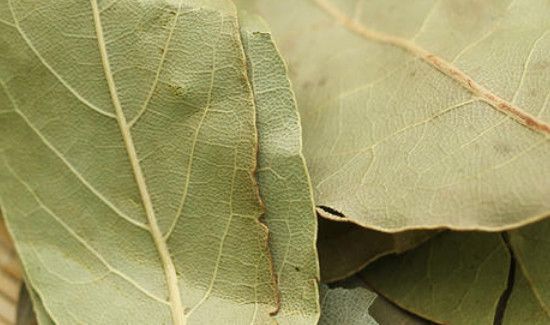 香叶为什么是苦的