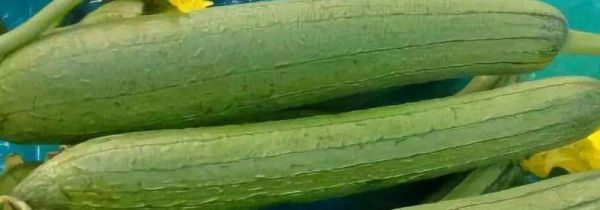 丝瓜秋天可以吃吗