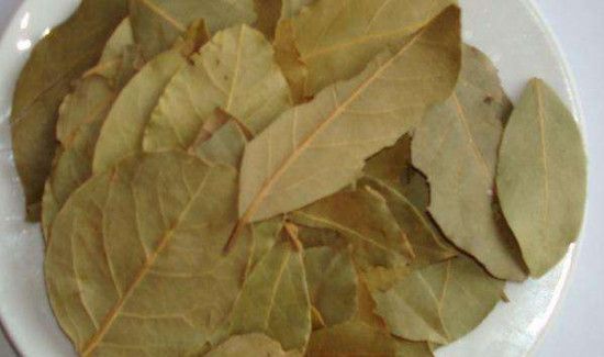 香叶可以直接吃吗