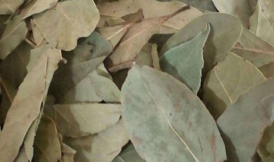 香叶可以去螨虫吗