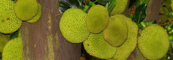 什么人不宜吃大树菠萝