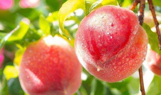 冬枣和桃子可以一起吃吗