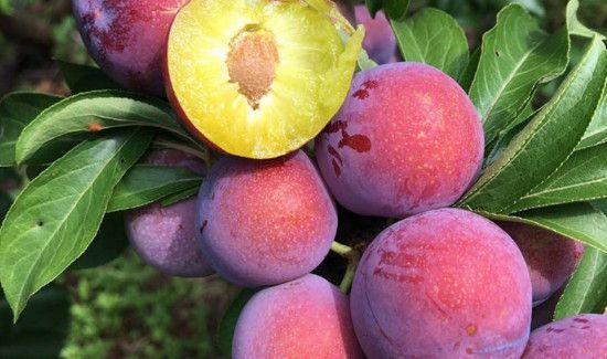 冰糖李与蜂糖李区别